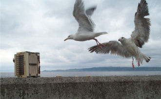 Picture 005- Gulls 330